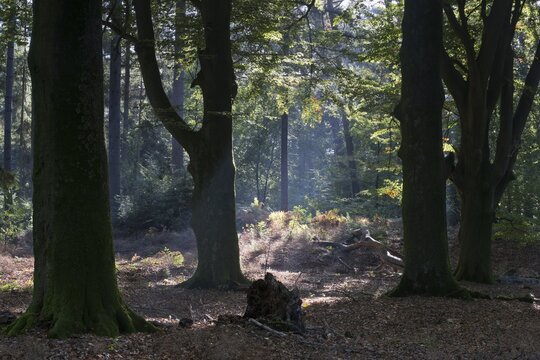 Rays of light in the common beech (Fagus sylvatica), Emsland, Lower Saxony, Germany