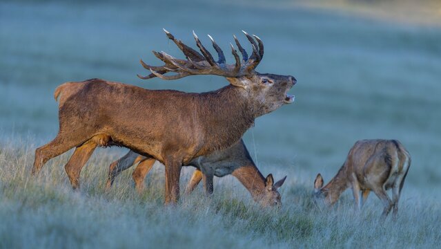 Red deer (Cervus elaphus), roaring with mud in antlers and brunftrudel standing in a meadow in the evening light, Zealand, Denmark