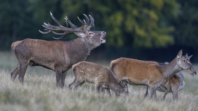 Red deer (Cervus elaphus), roaring with mud in antlers and brunftrudel standing in a meadow, Zealand, Denmark