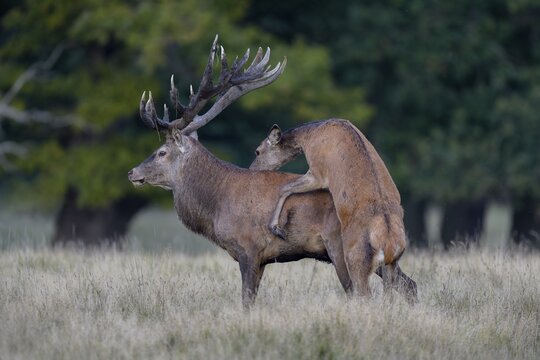 Red deer (Cervus elaphus), with mud in antlers after wallowing is jumped by adult, rutting, Zealand, Denmark