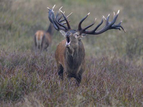 Red deer (Cervus elaphus), capital stag roaring with adult standing in a meadow, Zealand, Denmark