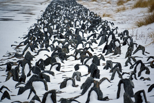 Pinguine am Weststrand