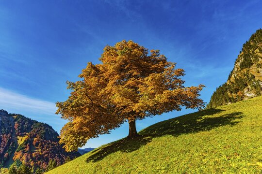 Mountain maple (Acer pseudo plantanus) in autumn, Dietersbachtal near Oberstdorf, Allg&auml;u Alps, Allg&auml;u, Bavaria, Germany
