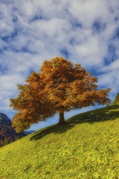 Mountain maple (Acer pseudo plantanus) in autumn, Dietersbachtal near Oberstdorf, Allg&auml;u Alps, Allg&auml;u, Bavaria, Germany