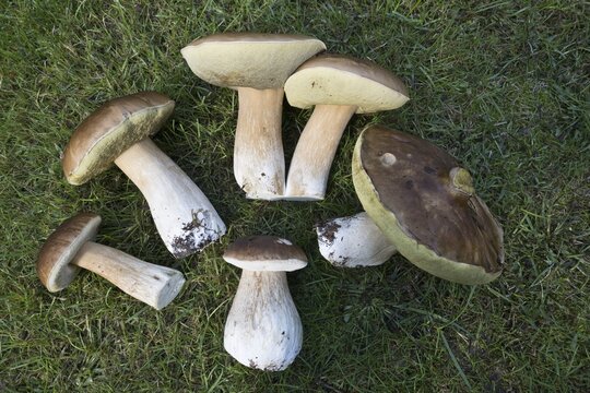King boletes (Boletus edulis), Emsland, NIedersachsen, Germany