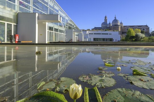 Water lilies in front of Il Giardino della Biodiversita, Padua, Province of Padua, Italy