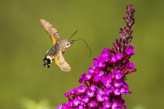 Hummingbird hawk-moth (Macroglossum stellatarum), flies to flowers of butterfly bush, Hesse, Germany