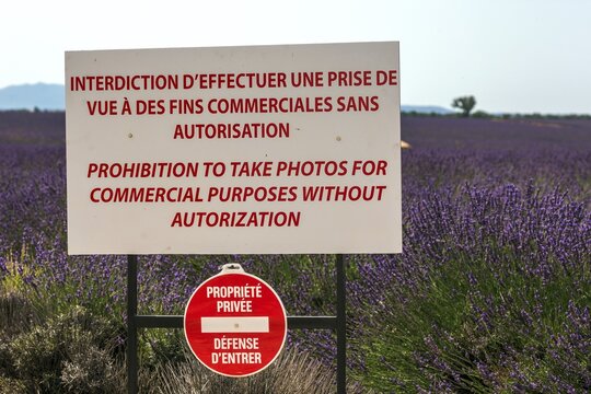 Prohibition board in a lavender field, flowering true lavender (Lavandula angustifolia), near Puimoisson, Plateau de Valensole, Provence, Provence-Alpes-Cote d Azur, South of France, France