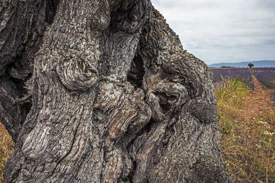 Gnarled tree trunk, lavender field, near Puimoisson, Plateau de Valensole, Provence, Provence-Alpes-Cote d Azur, Southern France, France