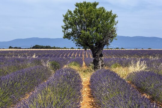 Tree in a lavender field, flowering true lavender (Lavandula angustifolia), near Puimoisson, Plateau de Valensole, Provence, Provence-Alpes-Cote d Azur, South of France, France