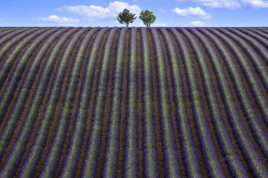 Two trees in an undulating lavender field, flowering true lavender (Lavandula angustifolia), D56, between Valensole and Puimoisson, Plateau de Valensole, Provence, Provence-Alpes-Cote d Azur, South of France, France