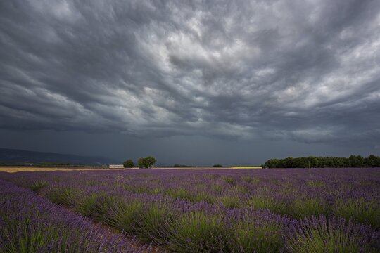 Lavender (Lavandula angustifolia) field, flowering real lavender, thunderstorm atmosphere, thunderclouds, near Puimoisson, Provence, Provence-Alpes-Cote d Azur, South of France, France