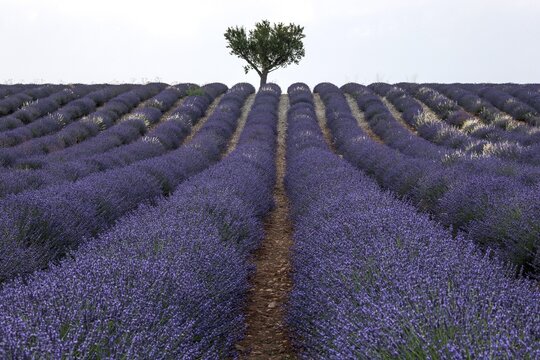 Tree in a lavender field, flowering true lavender (Lavandula angustifolia), near Valensole, Provence, Provence-Alpes-Cote d Azur, South of France, France