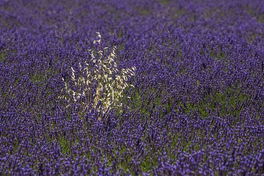 Oat (Avena) standing among flowering common lavender (Lavandula angustifolia) near Valensole, Provence, Provence-Alpes-Cote d Azur, South of France, France