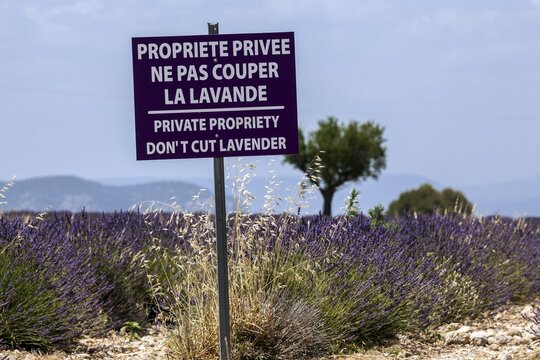 Prohibition sign in lavender field, flowering true lavender (Lavandula angustifolia), Puimoisson, Plateau de Valensole, Provence, Provence-Alpes-Cote d Azur, South of France, France
