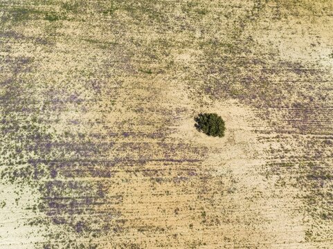 Holm Oak (Quercus ilex) in a field, aerial view, drone shot, Almer&iacute;a province, Andalusia, Spain