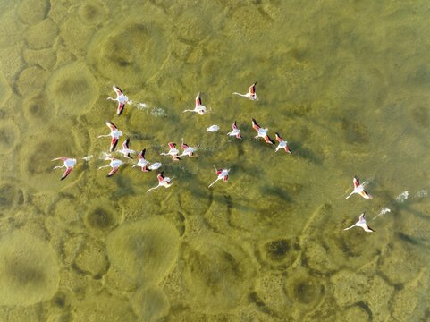 Greater Flamingo (Phoenicopterus roseus), taking off at the shallow lagoon Salinas de Cerrillos with its conspicuous patterns at the bottom, aerial view, drone shot, Almer&iacute;a province, Andalusia, Spain