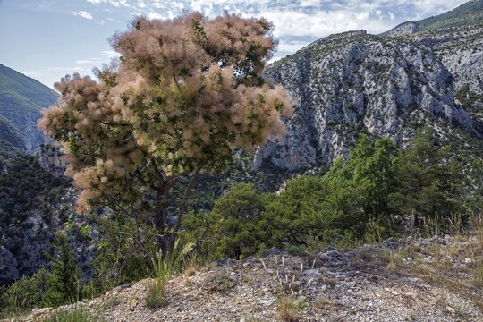 Wig bush (Cotinus coggygria), Verdon Gorge, Provence, France