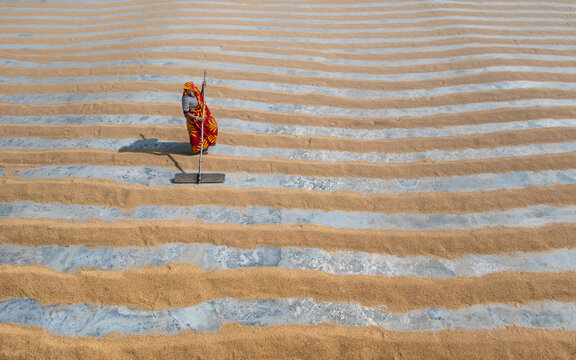 Dhaka, Bangladesh - 16 January 2019: View of a woman sweeping grains laid out in neat golden rows, creating a textured pattern against the pale concrete.