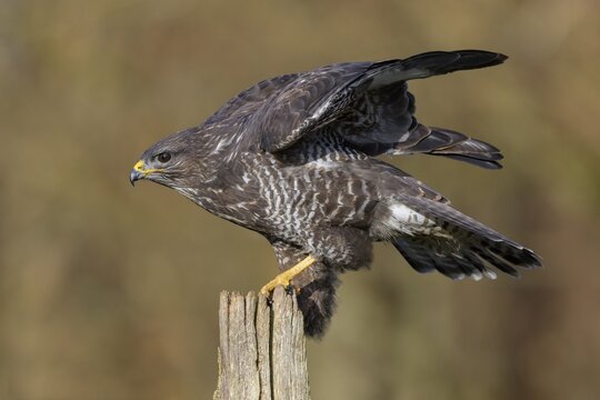 Common steppe buzzard (Buteo buteo), dark morph on pasture pole, biosphere reserve, Swabian Alb, Baden-W&uuml;rttemberg, Germany