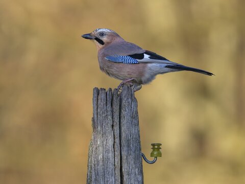 Eurasian jay (Garrulus glandarius), on pasture pole, biosphere area, Swabian Alb, Baden-W&uuml;rttemberg, Germany