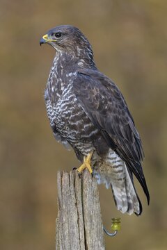 Common steppe buzzard (Buteo buteo), dark morph on pasture pole, biosphere reserve, Swabian Alb, Baden-W&uuml;rttemberg, Germany