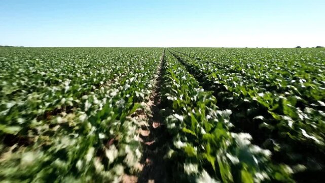 A dynamic, low-angle drone shot rapidly glides over an expansive agricultural field under a clear, bright blue sky. Lush, vibrant green crops stretch into the distance, neatly arranged in parallel row