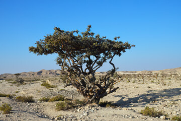 Boswellia, frankincense tree. Oman