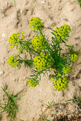 Zypressen-Wolfsmilch (Euphorbia cyparissias)