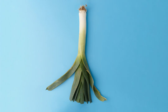 Fresh leek with roots isolated on blue background. Flat lay studio food photography with copy space. Organic vegetable ingredient concept. copy space,