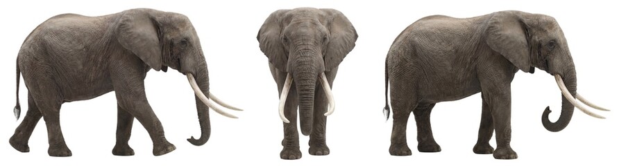 Obraz premium African elephant isolated on transparent background (PNG)