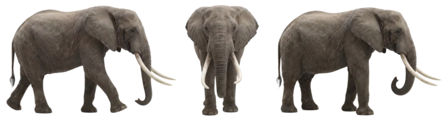 African elephant isolated on transparent background (PNG) © Trixy