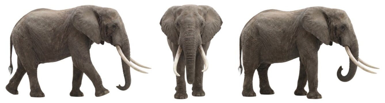 African elephant isolated on transparent background (PNG)