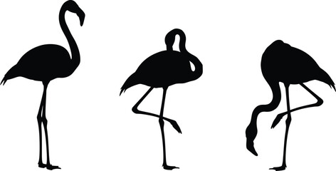 Obraz premium Three flamingos in different poses silhouette