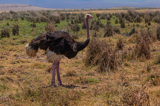Ngorongoro Crater, Tanzania - September 23th 2025: Ostrich in the Savannah