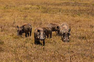 Ngorongoro Crater, Tanzania - September 23th 2025: A Herd of Warthogs Grazing in the Dry Savanna © rabbitholephoto