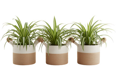 Obraz premium Three Spider Plants in Decorative Baskets on White Background potted green