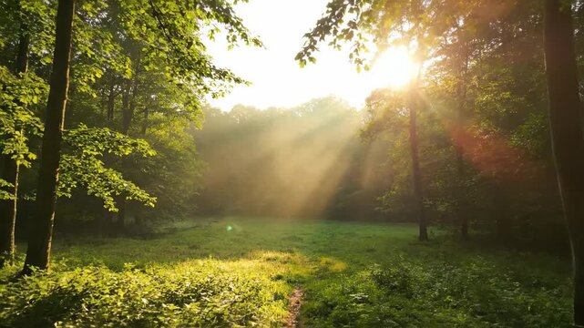 Beautiful sun rays shining through trees in a green summer forest, misty morning in the woodland landscape.