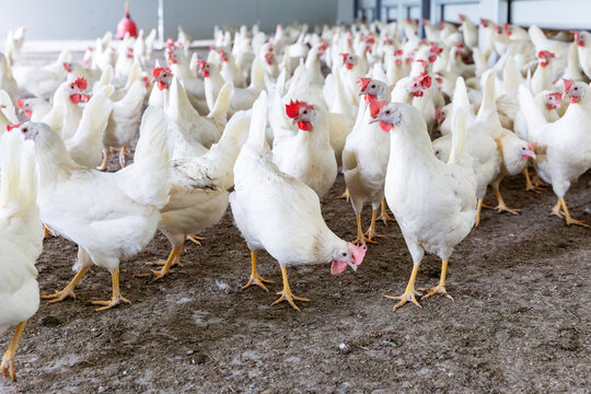 Witte scharrelkippen bij biologisch pluimveebedrijf met vrije uitloop