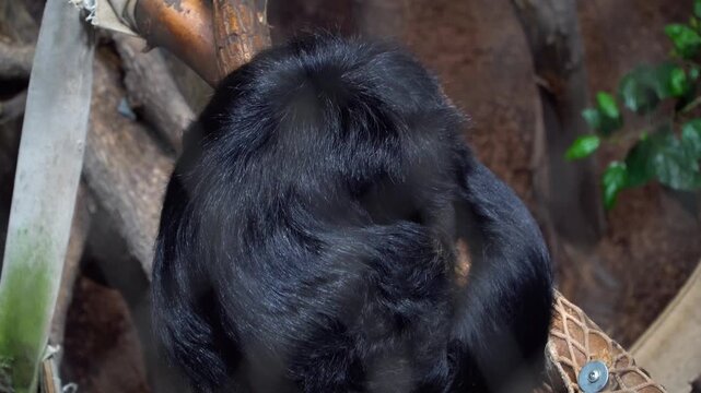 sleepy monkey is fidgeting in a tree