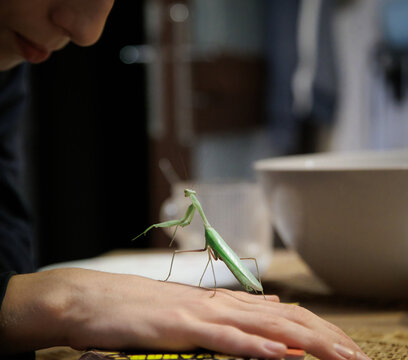 Close-up of a praying mantis sitting on a human hand in natural light. Exotic insect in contact with a person