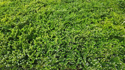 The green background shows Cuphea hyssopifolia, small, low-growing shrub with a dense, bushy form, small, dark green leaves. The False heather numerous small clusters of flowers in the leaf axils.
