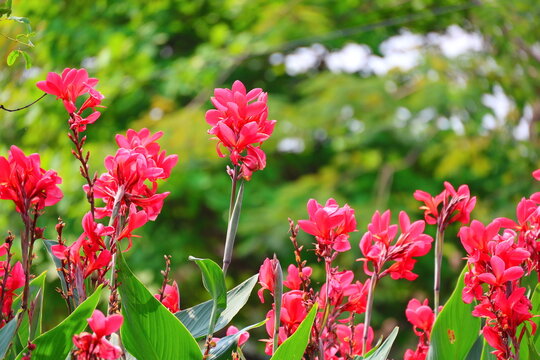 The Canna lily, with its pinkish-red flowers, blooms in the garden. Canna indica L. has three petal-like lobes are elongated, pointed at the tip, and have edges that curl inward. tips of pseudostems

