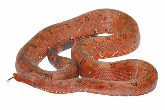 Solomon Islands Ground Boa, Candoia paulsoni, white background