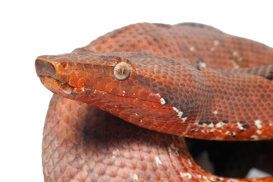 Solomon Islands Ground Boa, Candoia paulsoni.