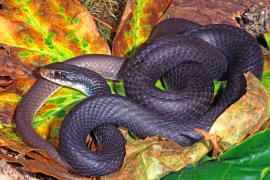 Southern Black Racer, Coluber constrictor