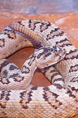 Fototapeta premium Great Basin rattlesnake, Crotalus lutosus