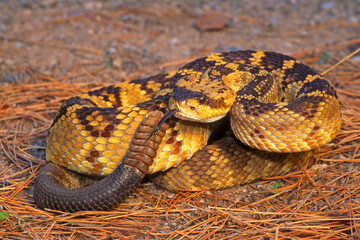 Naklejka premium Black-tailed rattlesnake, Crotalus molossus