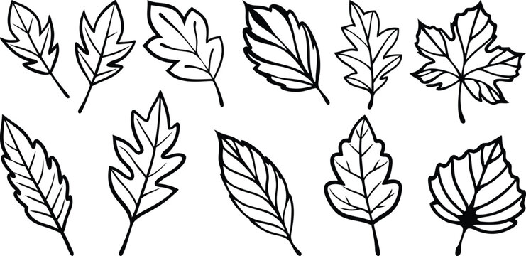 Minimalist botanical line art of Maple Oak Elm and Birch leaves in a hand drawn sketch style for organic branding logos
