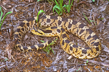 Fototapeta premium Eastern hognose snake, Heterodon platirhinos